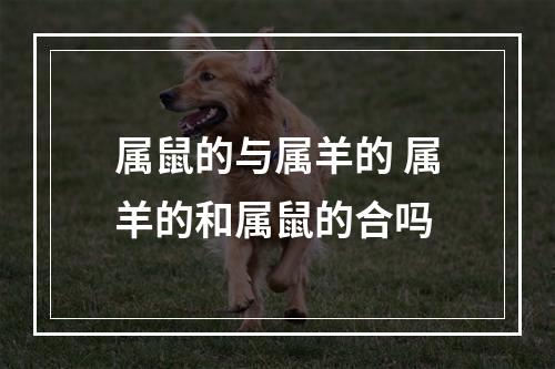 属鼠的与属羊的 属羊的和属鼠的合吗
