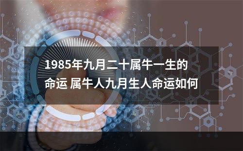 1985年九月二十属牛一生的命运 属牛人九月生人命运如何