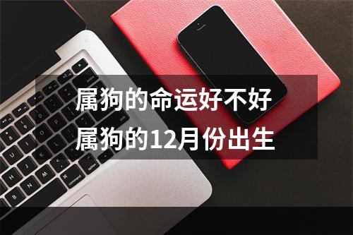 属狗的命运好不好 属狗的12月份出生