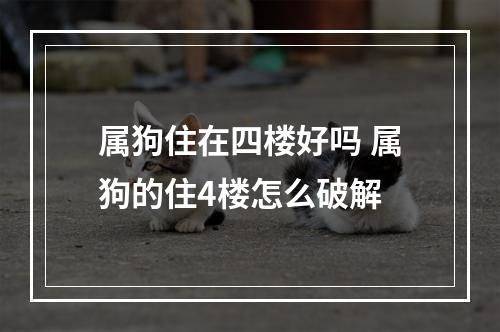 属狗住在四楼好吗 属狗的住4楼怎么破解