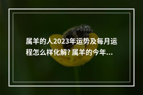 属羊的人2023年运势及每月运程怎么样化解? 属羊的今年要注意什么