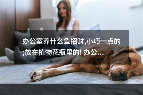 办公室养什么鱼招财,小巧一点的;放在植物花瓶里的! 办公室养啥鱼最招财