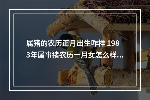 属猪的农历正月出生咋样 1983年属事猪农历一月女怎么样?