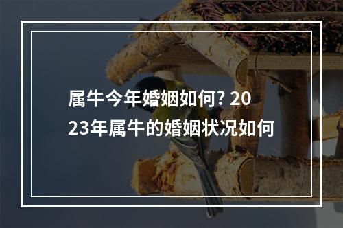 属牛今年婚姻如何? 2023年属牛的婚姻状况如何