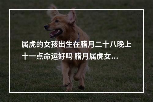 属虎的女孩出生在腊月二十八晚上十一点命运好吗 腊月属虎女人的命运