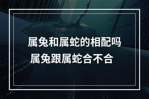 属兔和属蛇的相配吗 属兔跟属蛇合不合