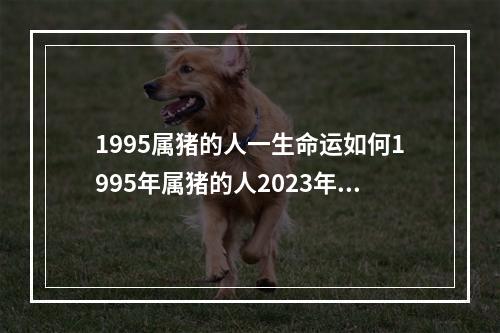 1995属猪的人一生命运如何1995年属猪的人2023年命运如何 属猪人十一月的运气如何