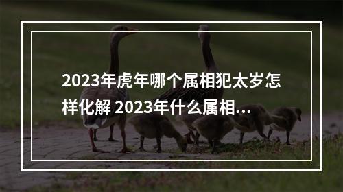 2023年虎年哪个属相犯太岁怎样化解 2023年什么属相犯太岁或者冲太岁
