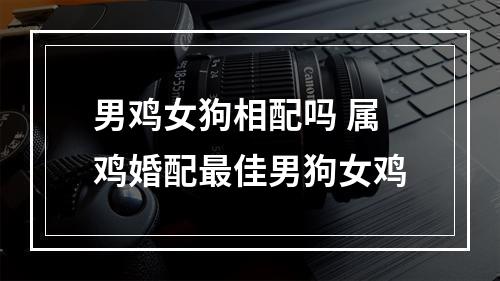 男鸡女狗相配吗 属鸡婚配最佳男狗女鸡