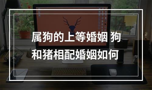 属狗的上等婚姻 狗和猪相配婚姻如何