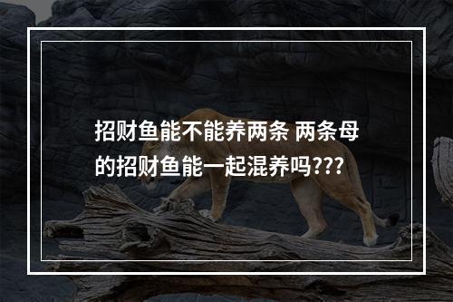 招财鱼能不能养两条 两条母的招财鱼能一起混养吗???