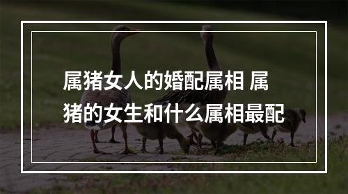 属猪女人的婚配属相 属猪的女生和什么属相最配