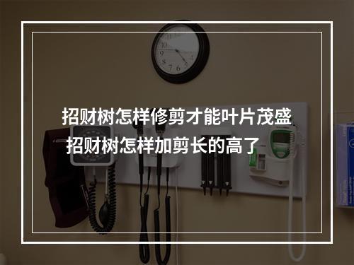 招财树怎样修剪才能叶片茂盛 招财树怎样加剪长的高了