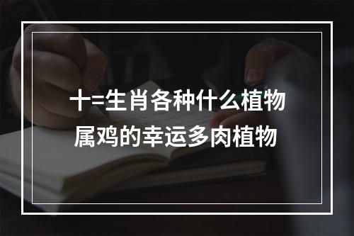 十=生肖各种什么植物 属鸡的幸运多肉植物