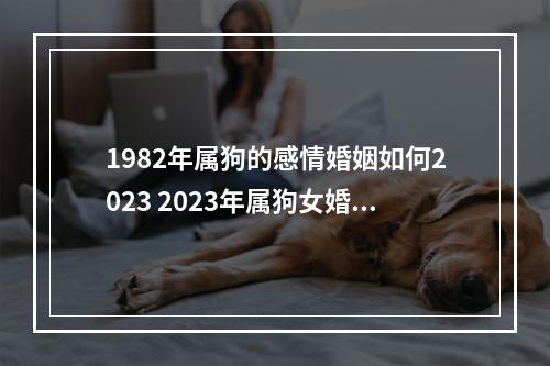 1982年属狗的感情婚姻如何2023 2023年属狗女婚姻注意哪些