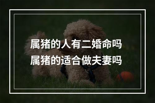 属猪的人有二婚命吗 属猪的适合做夫妻吗
