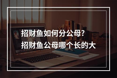 招财鱼如何分公母? 招财鱼公母哪个长的大