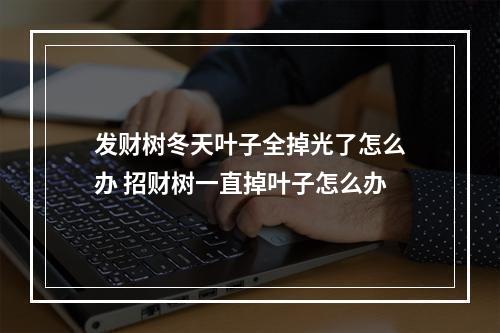 发财树冬天叶子全掉光了怎么办 招财树一直掉叶子怎么办