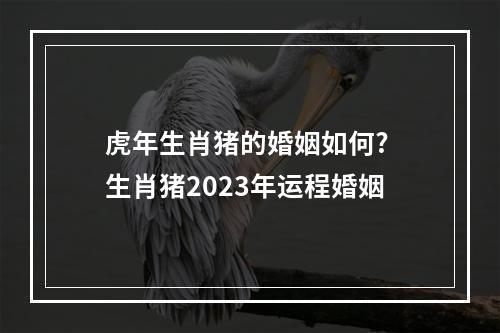 虎年生肖猪的婚姻如何? 生肖猪2023年运程婚姻