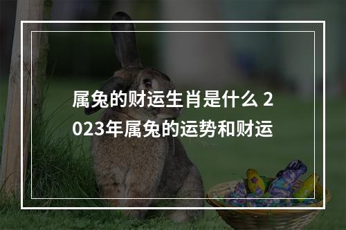 属兔的财运生肖是什么 2023年属兔的运势和财运