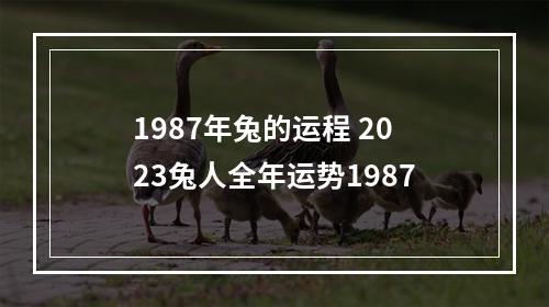 1987年兔的运程 2023兔人全年运势1987