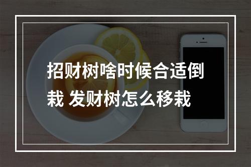 招财树啥时候合适倒栽 发财树怎么移栽