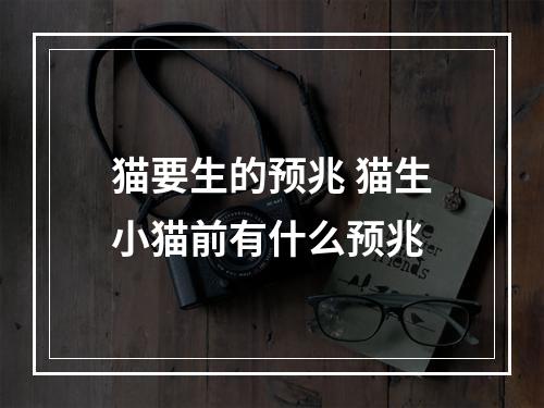 猫要生的预兆 猫生小猫前有什么预兆