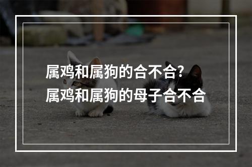 属鸡和属狗的合不合? 属鸡和属狗的母子合不合