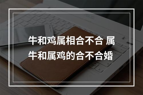 牛和鸡属相合不合 属牛和属鸡的合不合婚