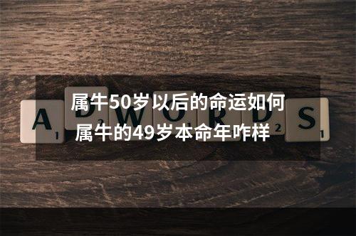 属牛50岁以后的命运如何 属牛的49岁本命年咋样