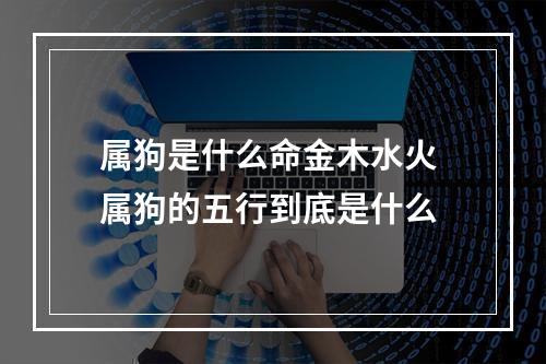属狗是什么命金木水火 属狗的五行到底是什么