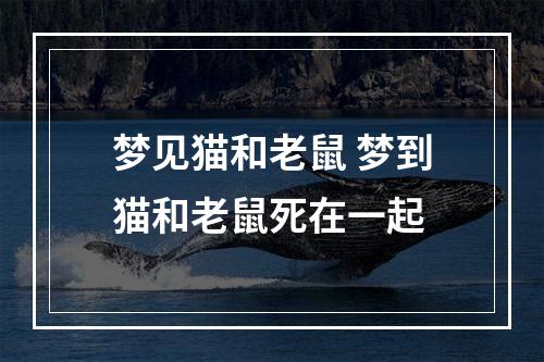 梦见猫和老鼠 梦到猫和老鼠死在一起