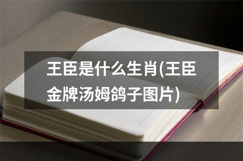 王臣是什么生肖(王臣金牌汤姆鸽子图片)