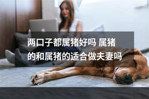 两口子都属猪好吗 属猪的和属猪的适合做夫妻吗