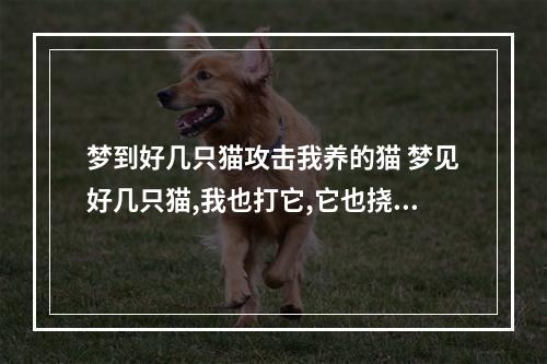 梦到好几只猫攻击我养的猫 梦见好几只猫,我也打它,它也挠我咬我什么的,但是还是追过来,梦里没觉得...
