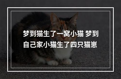 梦到猫生了一窝小猫 梦到自己家小猫生了四只猫崽