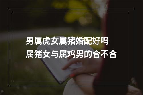 男属虎女属猪婚配好吗 属猪女与属鸡男的合不合