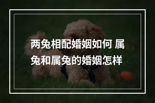 两兔相配婚姻如何 属兔和属兔的婚姻怎样