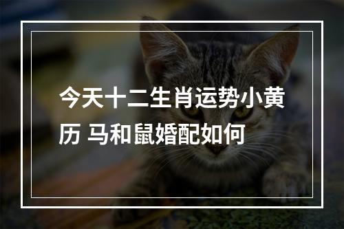 今天十二生肖运势小黄历 马和鼠婚配如何