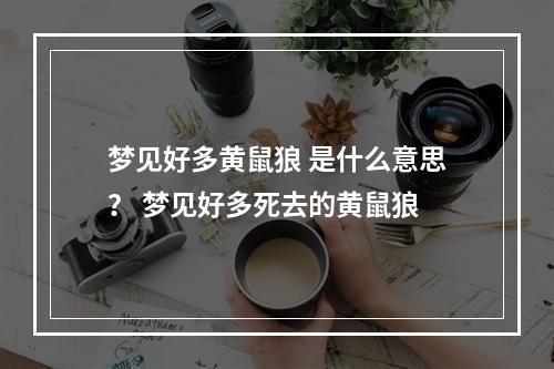 梦见好多黄鼠狼 是什么意思？ 梦见好多死去的黄鼠狼