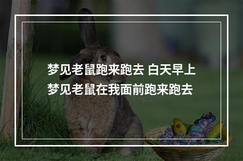 梦见老鼠跑来跑去 白天早上梦见老鼠在我面前跑来跑去