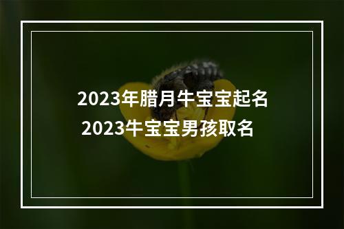 2023年腊月牛宝宝起名 2023牛宝宝男孩取名
