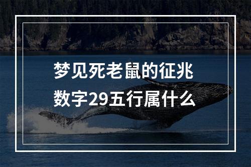 梦见死老鼠的征兆 数字29五行属什么