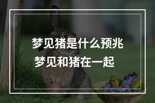 梦见猪是什么预兆 梦见和猪在一起