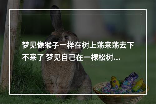 梦见像猴子一样在树上荡来荡去下不来了 梦见自己在一棵松树上下不来