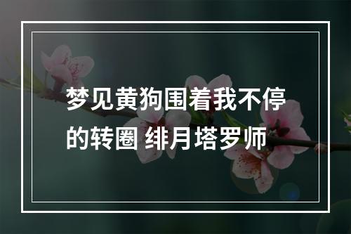 梦见黄狗围着我不停的转圈 绯月塔罗师