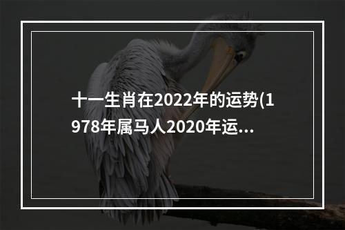 十一生肖在2022年的运势(1978年属马人2020年运势)