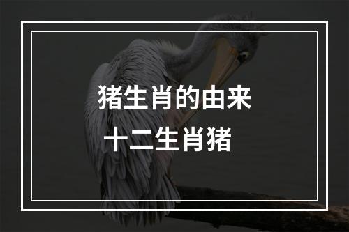 猪生肖的由来 十二生肖猪