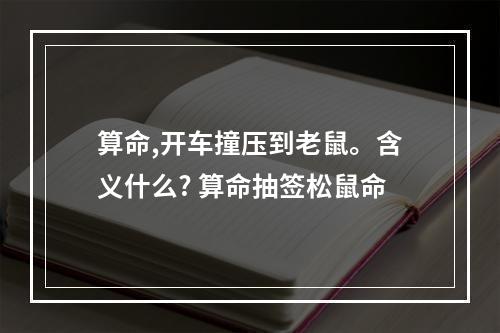 算命,开车撞压到老鼠。含义什么? 算命抽签松鼠命