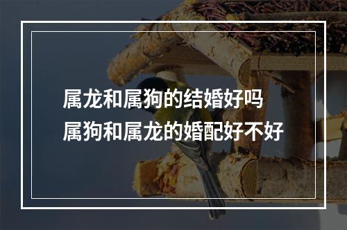 属龙和属狗的结婚好吗 属狗和属龙的婚配好不好
